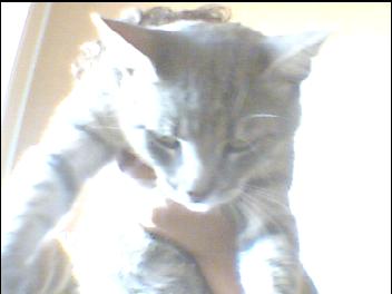 mon chat